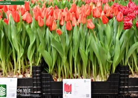 Tulipa Lalibela (1)